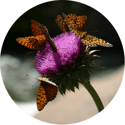 Thistle Flower and Monarch Butterflies - CLEARANCE Mini Sticker | 479