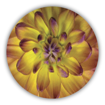 Dahlia Flower - Mini Sticker | 292