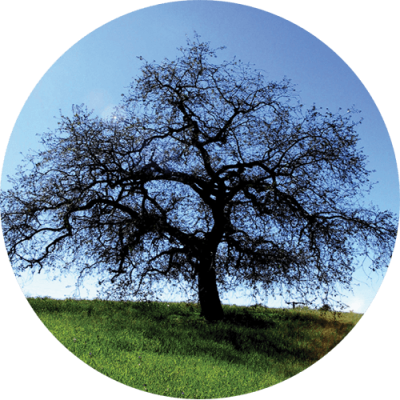 One Tree - Mini Sticker | 372