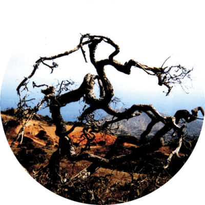 Manzanita - Mini Sticker | 294